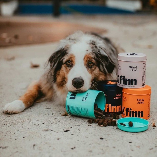A high-quality lifestyle shot featuring a dog resting its head on an open jar of dog supplements, surrounded by a color-coded product range.